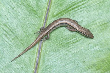 Subdoluseps bowringii kertenkelesinin yakın çekimi.