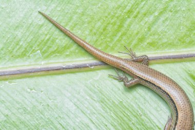 Subdoluseps bowringii kertenkelesinin yakın çekimi.