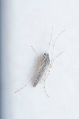 Küçük chironomus midge yakın çekim.