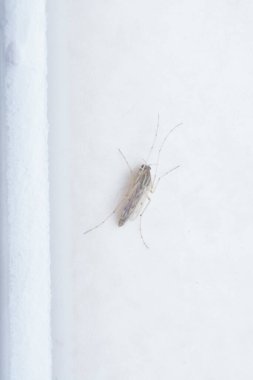 Küçük chironomus midge yakın çekim.