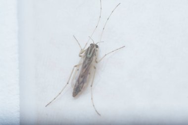 Küçük chironomus midge yakın çekim.