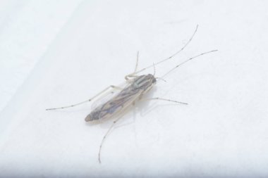 Küçük chironomus midge yakın çekim.