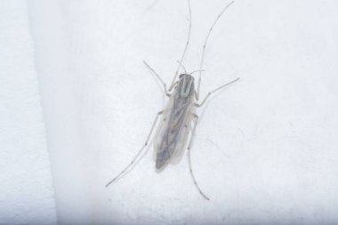 Küçük chironomus midge yakın çekim.