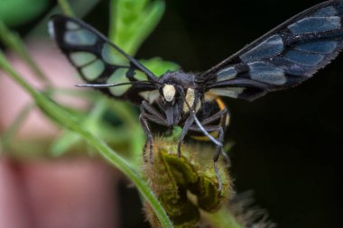 Kıllı yapraklarda kaplan güvesi.