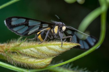 Kıllı yapraklarda kaplan güvesi.