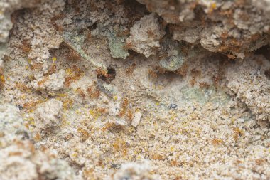 Aşağıdaki kumlu ateş karıncaları yuvasına bakıyor..