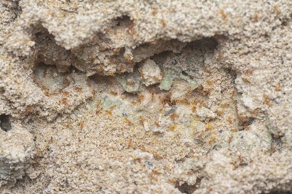 Aşağıdaki kumlu ateş karıncaları yuvasına bakıyor..