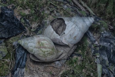 Ölü bahçe salyangozunun boş kabuğu kirli zeminde 