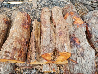 Kesilmiş mangrov odununun açık hava sahnesi.