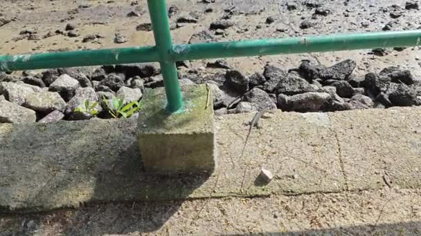 해변에 콘크리트 주위에 크롤링 모니터 도마뱀 — 비디오