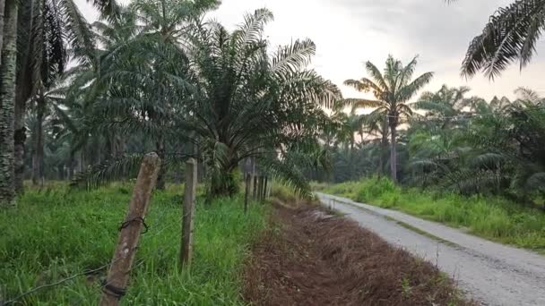 Rumput Hijau Simetris Tumbuh Sepanjang Jalan Kerikil Tanah Pertanian — Stok Video
