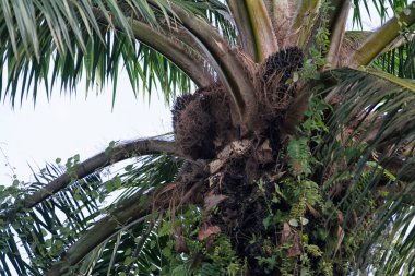 Hurma ağacının üstünde yüksek açılı bir manzara vardır. Orada meyveler kabuğundan çıkar..