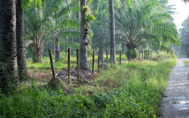 Petrol palmiyesi çiftliğinin etrafındaki çalı manzarası.