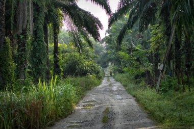 Birisi tarlaya giden kumlu yolda seyahat ediyor..