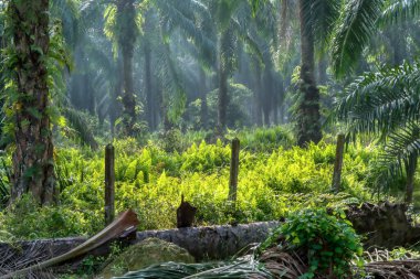 Petrol palmiyesi çiftliğinin etrafındaki çalı manzarası.