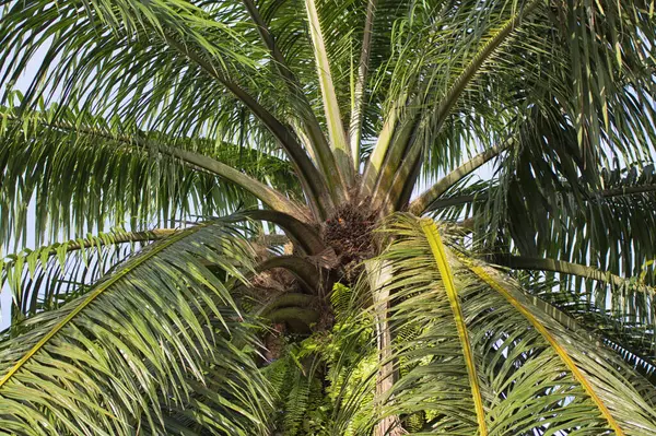 High Angle View Top Oil Palm Tree Sprouting Cluster Fruit — Stock Photo, Image