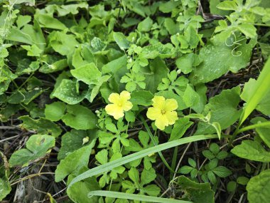 Momordica charantia sarı çiçekler yabani çayırların etrafında büyüyor..