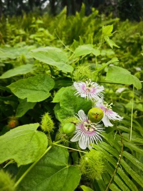 Vahşi Passiflora Foetida Çalı çayırında bitki. 