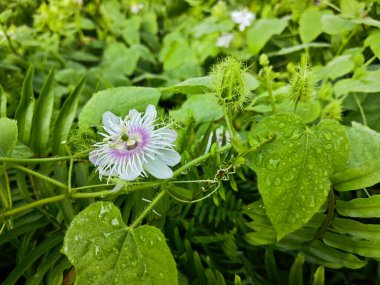 Vahşi Passiflora Foetida Çalı çayırında bitki.    