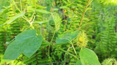 Vahşi Passiflora Foetida Çalı çayırında bitki. 