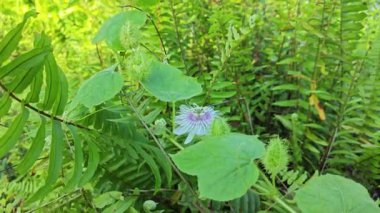 Vahşi Passiflora Foetida Çalı çayırında bitki. 