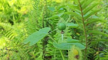 Vahşi Passiflora Foetida Çalı çayırında bitki. 