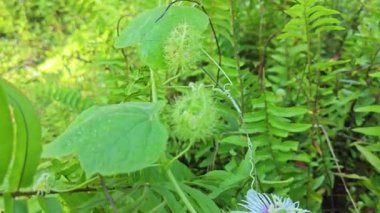 Vahşi Passiflora Foetida Çalı çayırında bitki. 