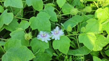 Vahşi Passiflora Foetida Çalı çayırında bitki. 