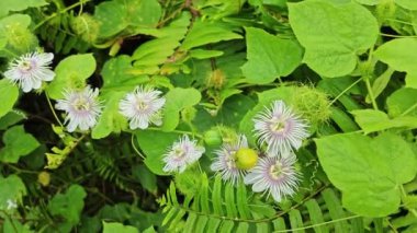 Vahşi Passiflora Foetida Çalı çayırında bitki. 