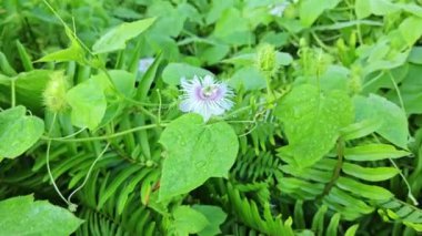 Vahşi Passiflora Foetida Çalı çayırında bitki. 