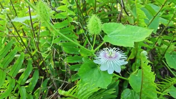 Vahşi Passiflora Foetida Çalı Çayırında Bitki — Stok video