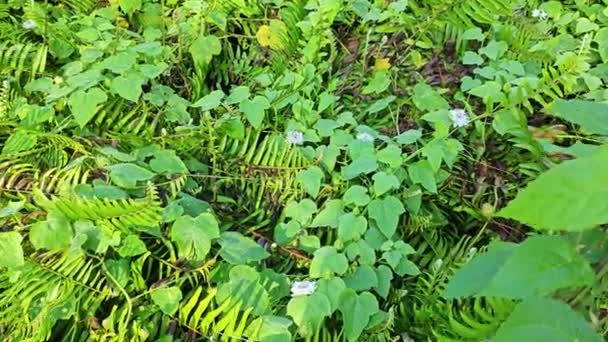 Wilde Passiflora Foetida Pflanze Auf Der Buschigen Wiese — Stockvideo