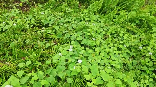 茂密草地上的野生豆科植物 — 图库视频影像