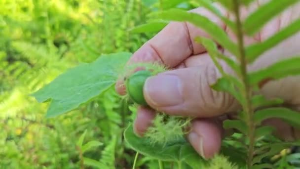 Wilde Passiflora Foetida Pflanze Auf Der Buschigen Wiese — Stockvideo