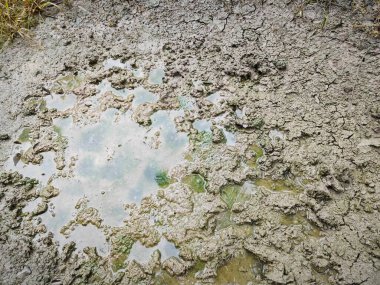 Yağmurdan sonra yerdeki su birikintisi.