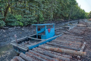 Kömür fabrikasının dışındaki mangrov kütüklerinin manzarası.. 