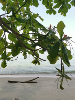 Terminalia kıyıya yakın bir yerde mancınık dalları açıyor..