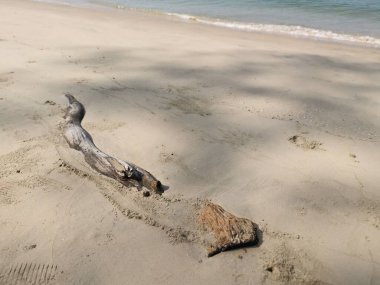 Kumlu kumsala sürüklenen bir odun parçası.