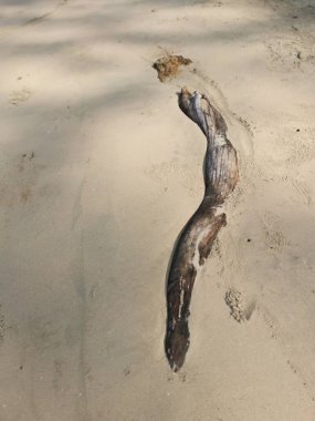 Kumlu kumsala sürüklenen bir odun parçası.