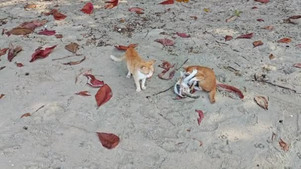 流浪母猫和小猫在沙地上玩耍 — 图库视频影像
