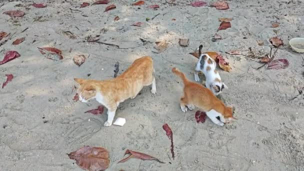 荒れた母猫と子猫が砂場で遊んでいる — ストック動画