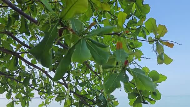 Terminalia Catappa Branches Fleurissant Bord Plage — Video