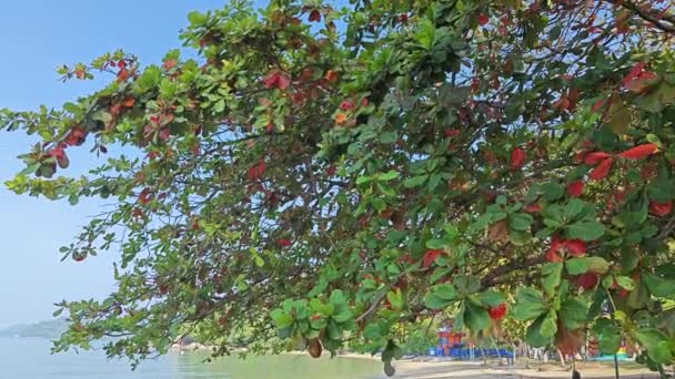 Terminalia Catappa Branches Fleurissant Bord Plage — Video