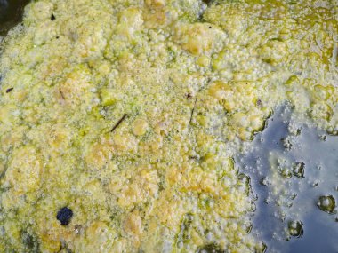 Kuyunun yüzeyinde yüzen yeşil yosun atığı..