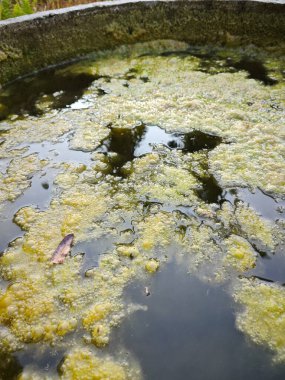 Kuyunun yüzeyinde yüzen yeşil yosun atığı..