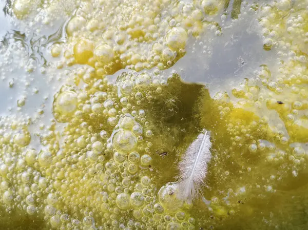 井戸の表面に浮かぶ緑豊かな藻の汚泥 — ストック写真