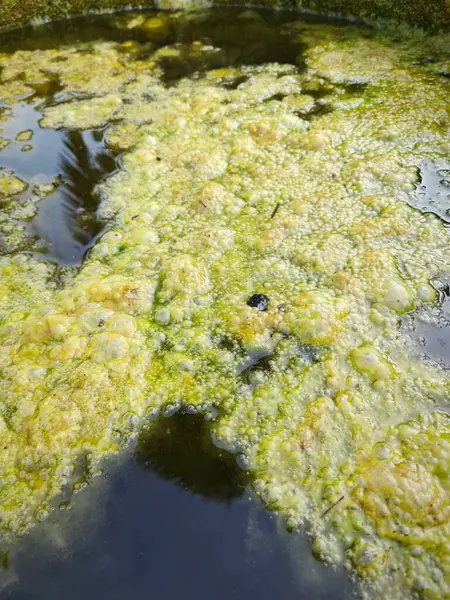 Zielonkawy Osad Alg Unoszący Się Powierzchni Studni — Zdjęcie stockowe