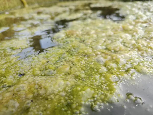 Groenachtig Algenslib Dat Het Wateroppervlak Van Put Drijft — Stockfoto