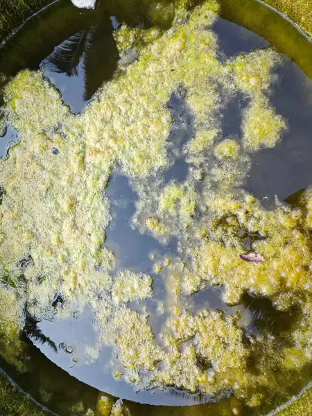 Groenachtig Algenslib Dat Het Wateroppervlak Van Put Drijft — Stockfoto