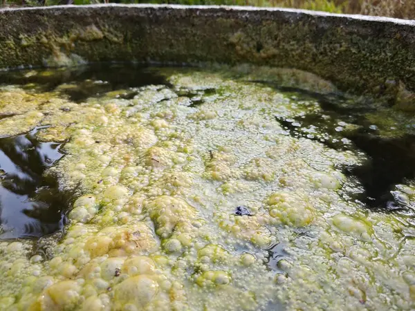 Зеленоватый Водорослей Плавающий Поверхности Скважины — стоковое фото